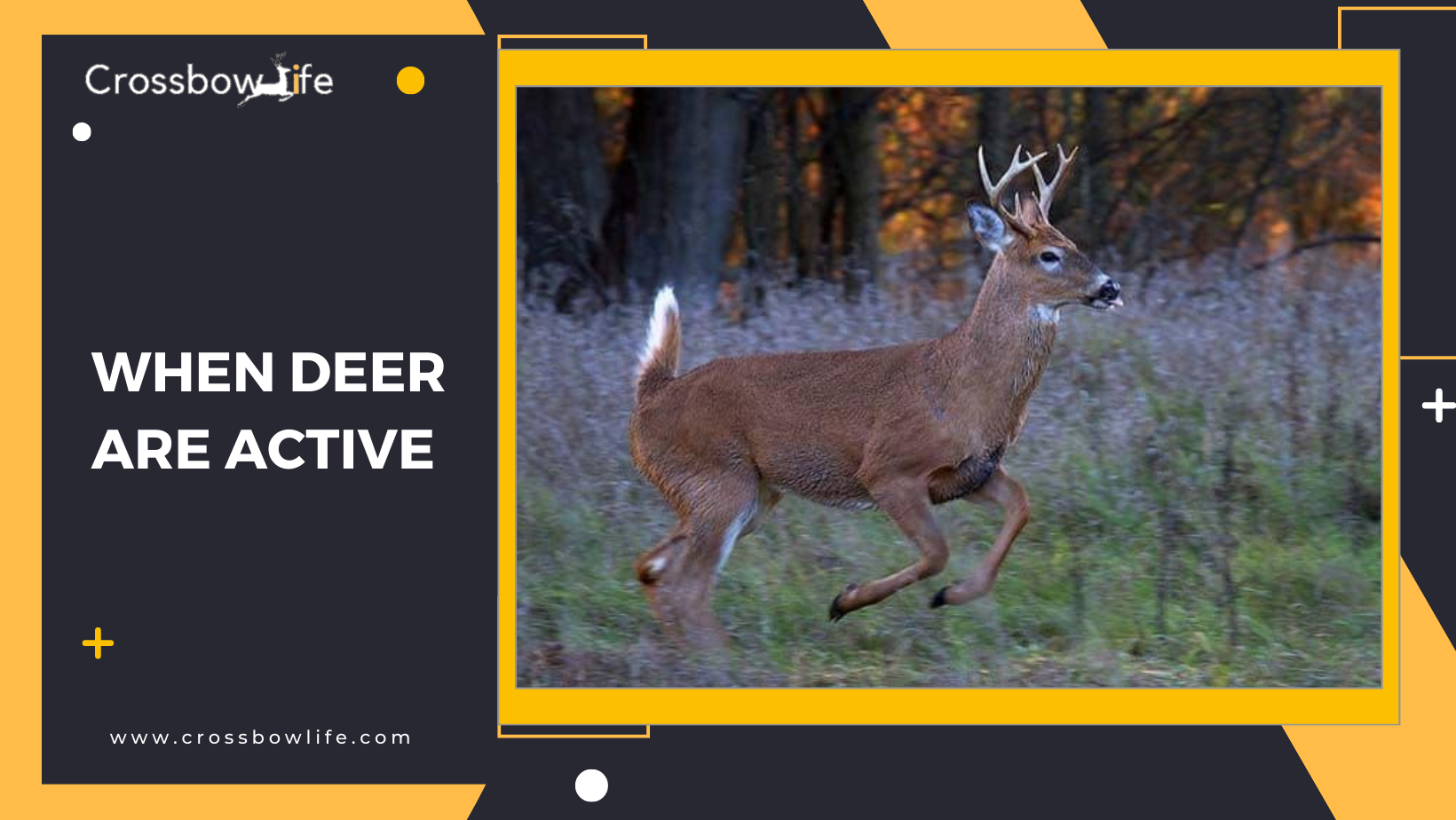 Are Deer More active in Different Types of Weather?