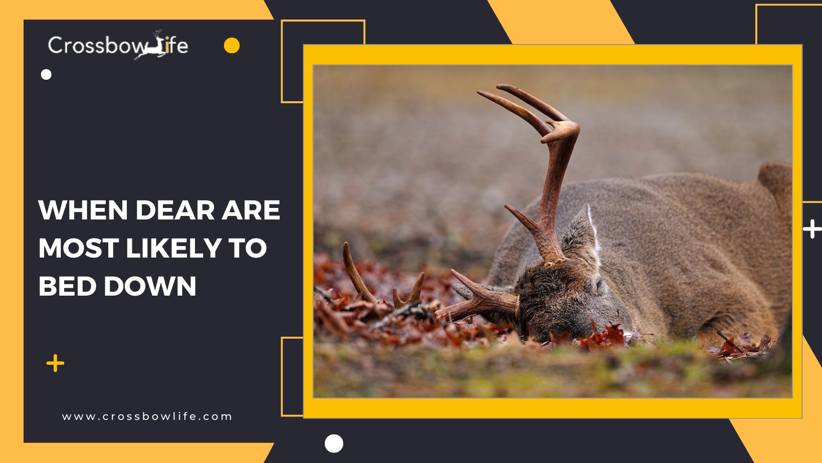 Are Deer More active in Different Types of Weather?