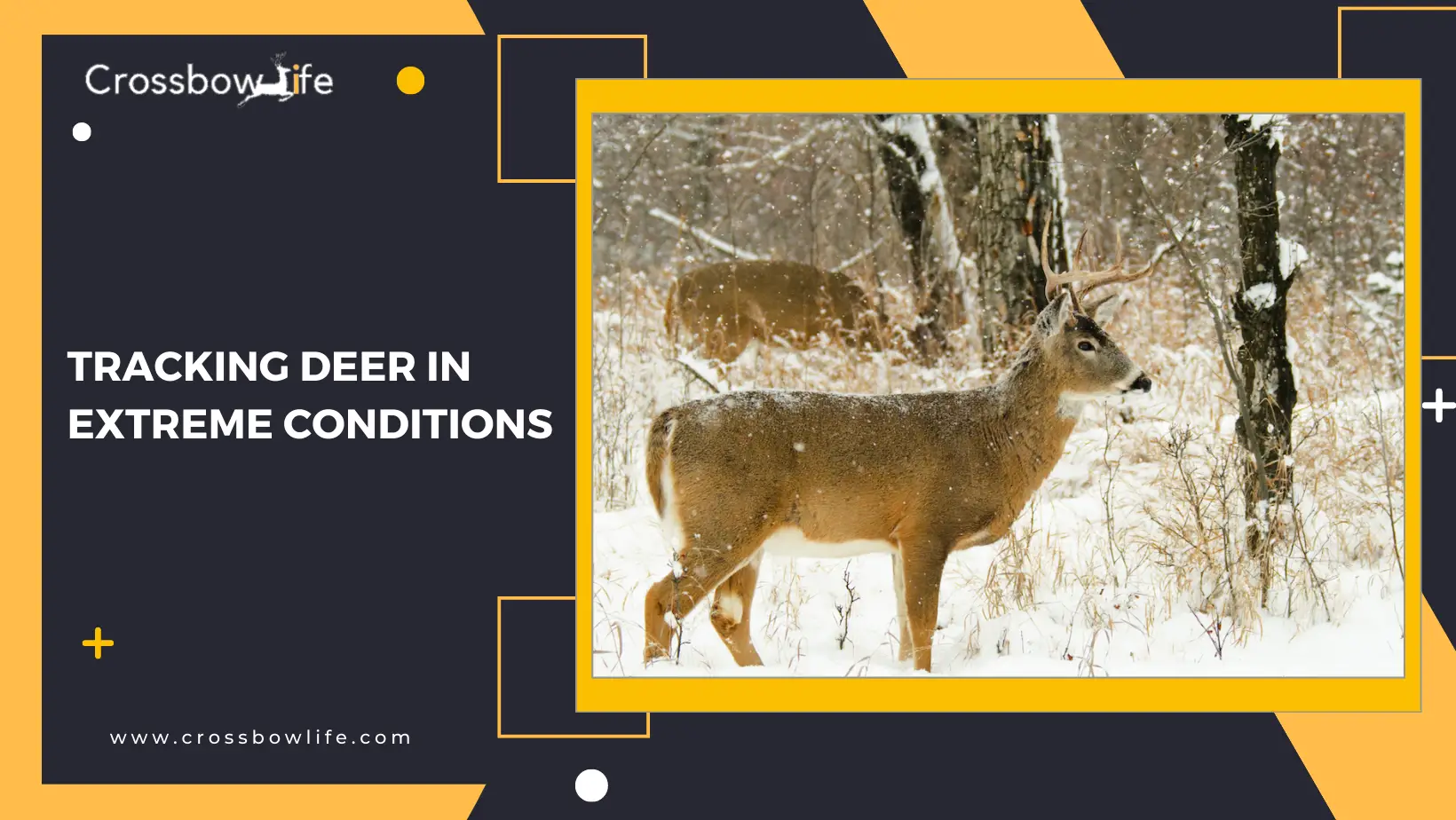 Are Deer More active in Different Types of Weather?