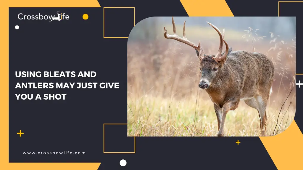 Using Bleats and Antlers May Just Give You A Shot