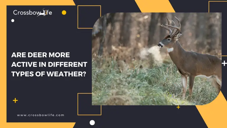 Are Deer More active in Different Types of Weather?