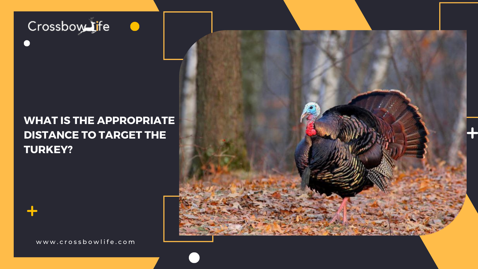 Best guide to hunting a turkey with a bow?