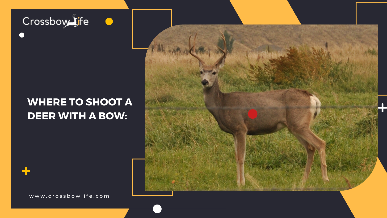 How to hunt a deer with a bow?