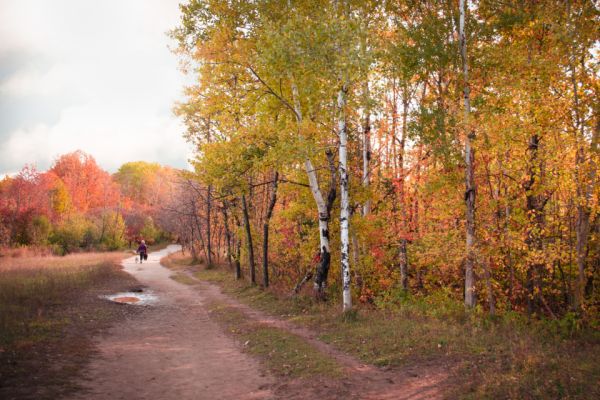 Autumn trail winding through the woods