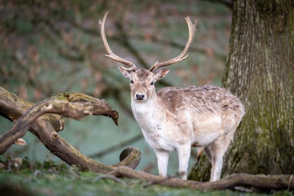 Best Crossbow Scopes