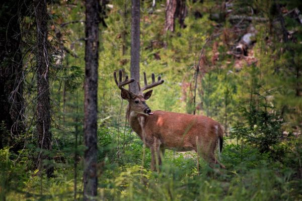 White-tailed deer buck standing in a forest