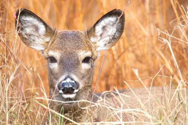 White-tailed deer in its natural habitat