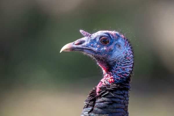 Wild turkey in a natural setting