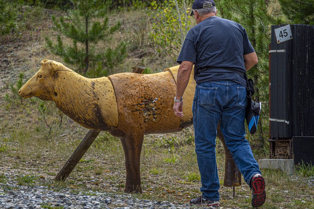 An archer walks up to a 3D deer target to check his shots